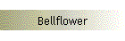 Bellflower